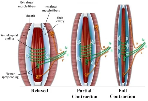 Muscle Contraction at apexfit in orlando fl