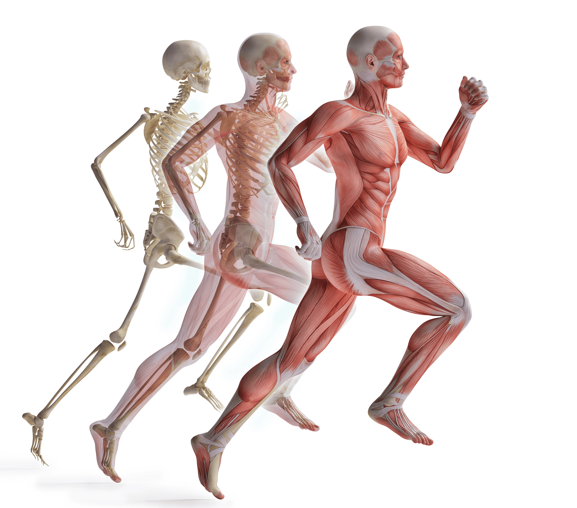 Bionetic Exercise Skeleton muslce at apex fit