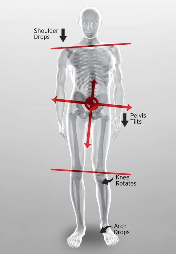 Muscle Imalance at Apex Fit Orlando