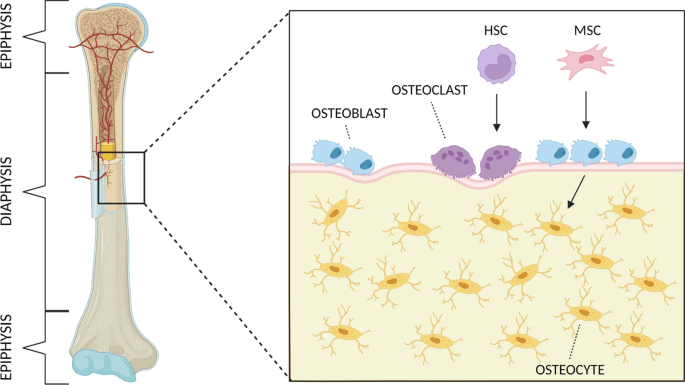 Osteoblasts