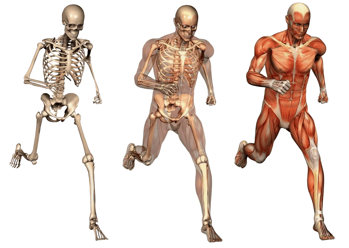 body skeleton dexa scan